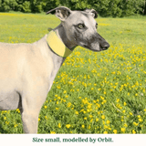 Immaculate Vegan - Tails & Bloom Primrose Hound Collar