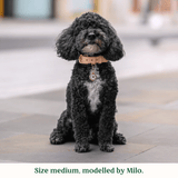 Immaculate Vegan - Tails & Bloom Biscotti Dog Collar