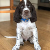 Immaculate Vegan - Oscar & Hooch Signature Range Dog Collar | Multiple Colours