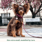 Immaculate Vegan - Tails & Bloom Mulberry Dog Collar