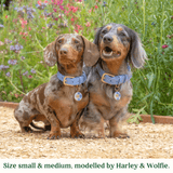 Immaculate Vegan - Tails & Bloom Cornflower Blue Dog Collar