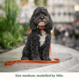 Immaculate Vegan - Tails & Bloom Hazelnut Dog Collar