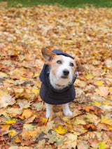 Immaculate Vegan - New Orchard Dog Hoodie Navy