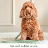 Immaculate Vegan - Tails & Bloom Sage Dog Collar