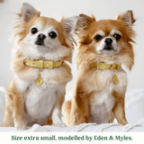 Immaculate Vegan - Tails & Bloom Primrose Dog Collar