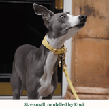 Immaculate Vegan - Tails & Bloom Primrose Hound Collar