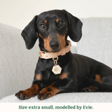 Immaculate Vegan - Tails & Bloom Biscotti Dog Collar