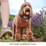 Immaculate Vegan - Tails & Bloom Cornflower Blue Dog Collar