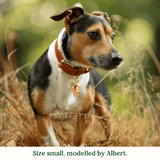 Immaculate Vegan - Tails & Bloom Hazelnut Dog Collar