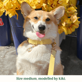 Immaculate Vegan - Tails & Bloom Primrose Dog Collar