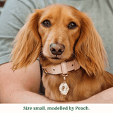 Immaculate Vegan - Tails & Bloom Biscotti Dog Collar