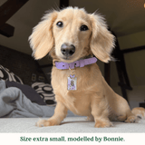 Immaculate Vegan - Tails & Bloom Lavender Dog Collar