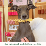 Immaculate Vegan - Tails & Bloom Primrose Hound Collar