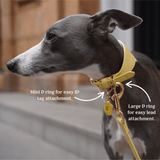 Immaculate Vegan - Tails & Bloom Primrose Hound Collar