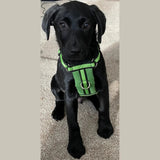 Immaculate Vegan - Oscar & Hooch Signature Range Dog Harness | Multiple Colours
