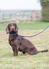 Immaculate Vegan - Oscar & Hooch Dog Collars - Eco SoftFit Range