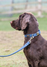 Immaculate Vegan - Oscar & Hooch Dog Collars - Eco SoftFit Range