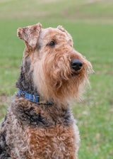 Immaculate Vegan - Oscar & Hooch Dog Collars - Eco SoftFit Range