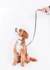 Immaculate Vegan - Oscar & Hooch Dog Collars - Eco SoftFit Range