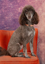 Immaculate Vegan - Oscar & Hooch Dog Collars - Eco SoftFit Range