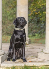 Immaculate Vegan - Oscar & Hooch Tweed Range Dog Collar | Multiple Colours