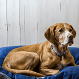 Immaculate Vegan - Oscar & Hooch Signature Range Dog Collar | Multiple Colours