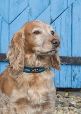 Immaculate Vegan - Oscar & Hooch Signature Range Dog Collar | Multiple Colours
