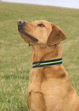 Immaculate Vegan - Oscar & Hooch Dog Collars - Neon Range