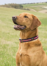 Immaculate Vegan - Oscar & Hooch Dog Collars - Neon Range
