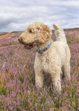 Immaculate Vegan - Oscar & Hooch Tweed Range Dog Collar | Multiple Colours