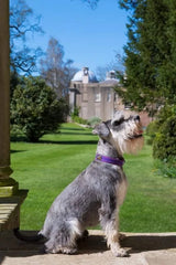 Immaculate Vegan - Oscar & Hooch Signature Range Dog Collar | Multiple Colours