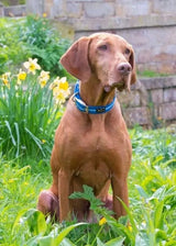 Immaculate Vegan - Oscar & Hooch Signature Range Dog Collar | Multiple Colours