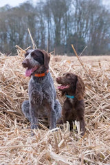 Immaculate Vegan - Oscar & Hooch Signature Range Dog Collar | Multiple Colours