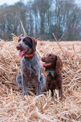 Immaculate Vegan - Oscar & Hooch Signature Range Dog Collar | Multiple Colours