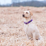 Immaculate Vegan - Oscar & Hooch Signature Range Dog Collar | Multiple Colours
