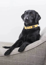 Immaculate Vegan - Oscar & Hooch Signature Range Dog Collar | Multiple Colours