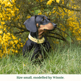 Immaculate Vegan - Tails & Bloom Primrose Dog Collar