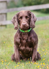 Immaculate Vegan - Oscar & Hooch Signature Snap Dog Collar | Multiple Colours