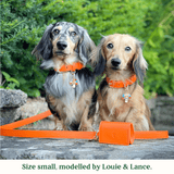 Immaculate Vegan - Tails & Bloom Tangerine Dog Collar