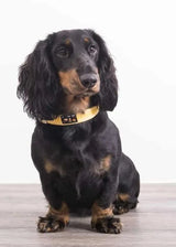 Immaculate Vegan - Oscar & Hooch Signature Range Dog Collar | Multiple Colours