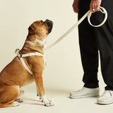 Immaculate Vegan - Barc London Light Ivory Dog Collar, Harness & Lead Set