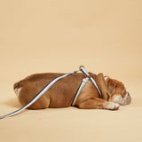 Immaculate Vegan - Barc London Liquorice Stripe Fabric Dog Harness