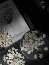 Immaculate Vegan - Elan Skincare Esclusso Home Fragrance | Queen Ann's Lace