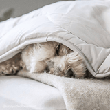 Immaculate Vegan - Ethical Bedding BottleBounce Snuggle Blanket in Wheat Wheat