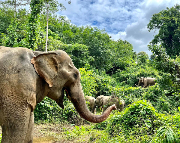 How World Animal Protection Works to End Suffering