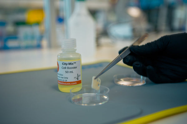 The New Frontier Of Sustainable Fashion: Lab-Grown Leather