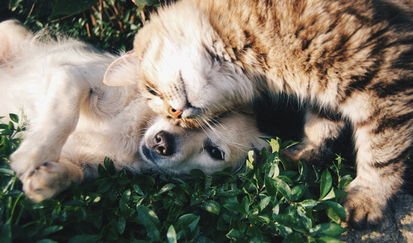 Once And For All, Can Dogs And Cats Be Vegan?