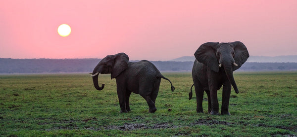 Travelling Kind: The Animal Attractions to Avoid When Abroad