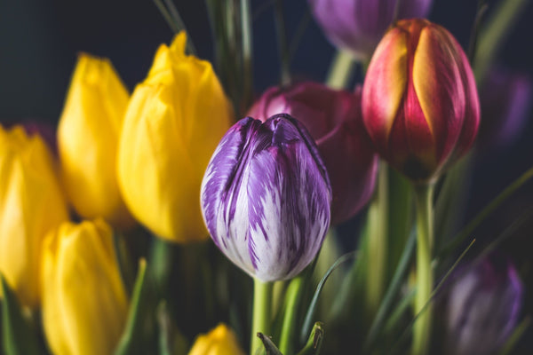 tulips