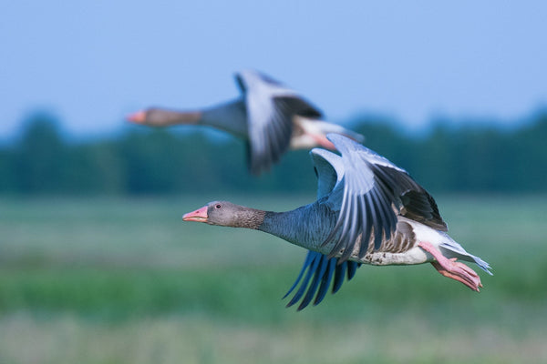 The Problem With Down: How To Choose Bird-Friendly Outerwear